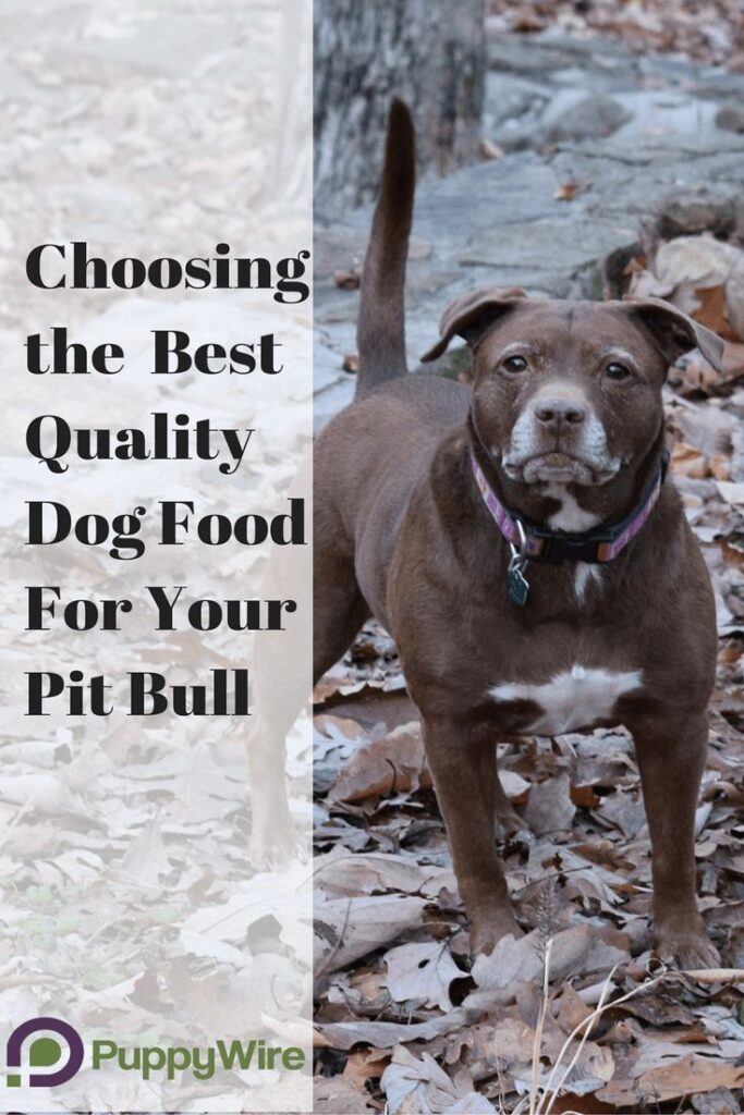 Best Dog Fod for Pitbulls