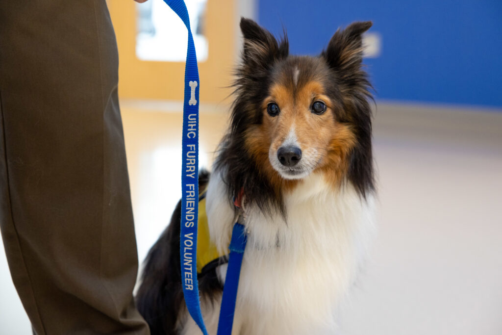 Dog Hearing Aids