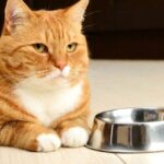 How Long Can Cats Go Without Food