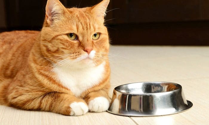 How Long Can Cats Go Without Food